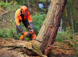 Best Organic Lawn Care Solutions  in West Freehold, NJ