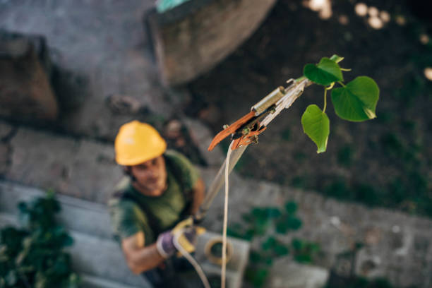 How Our Tree Care Process Works  in  West Freehold, NJ